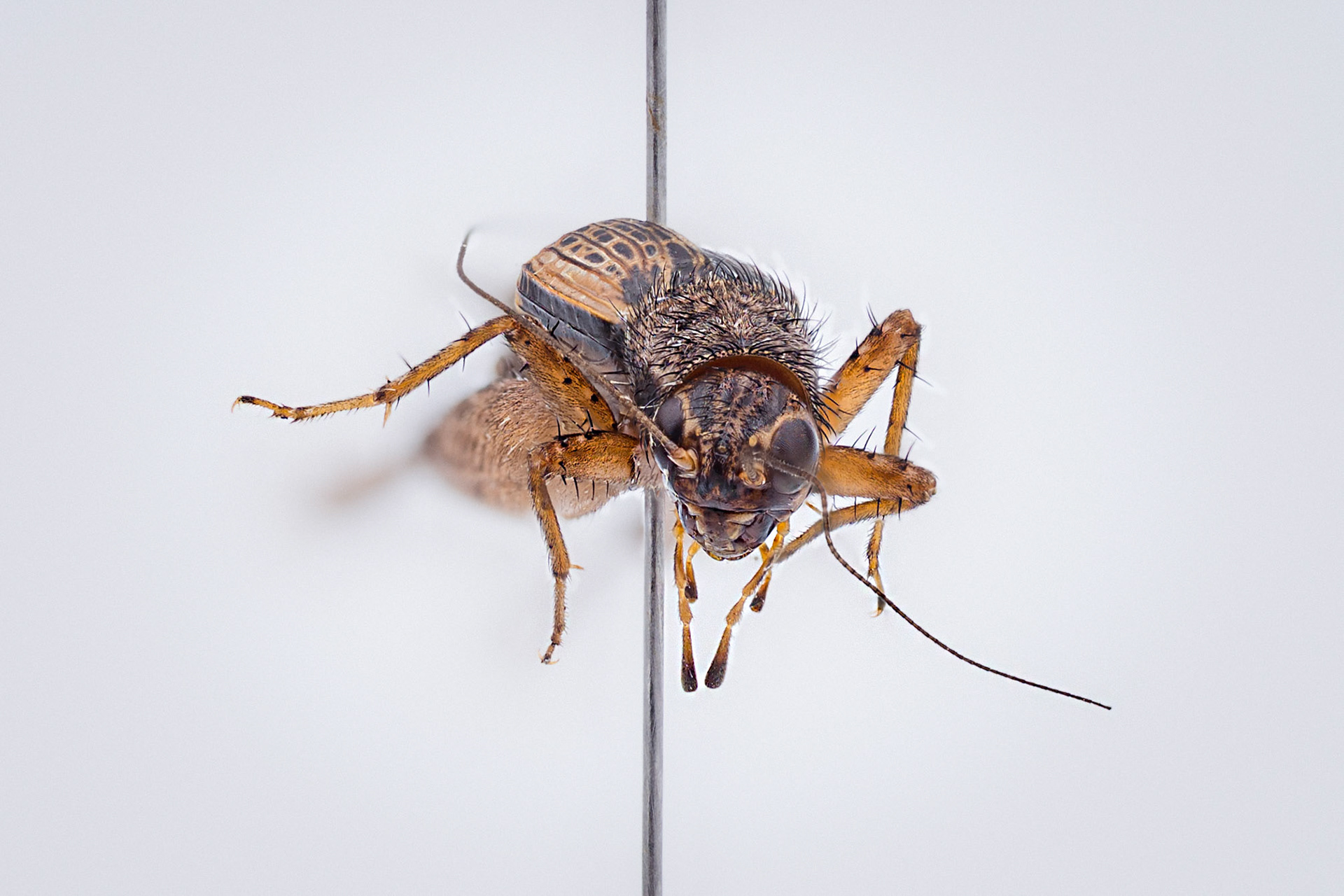 House cricket