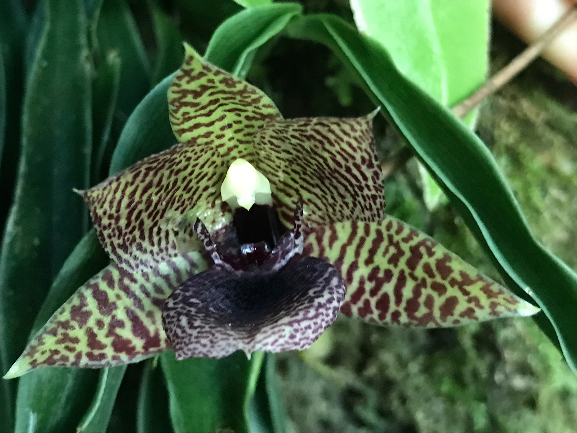 {"colorSpace":"kCGColorSpaceSRGB","cameraType":"Wide","macroEnabled":true,"qualityMode":3,"deviceTilt":0.096741350489207178,"customExposureMode":1,"extendedExposure":false,"whiteBalanceProgram":0,"cameraPosition":1,"focusMode":1}