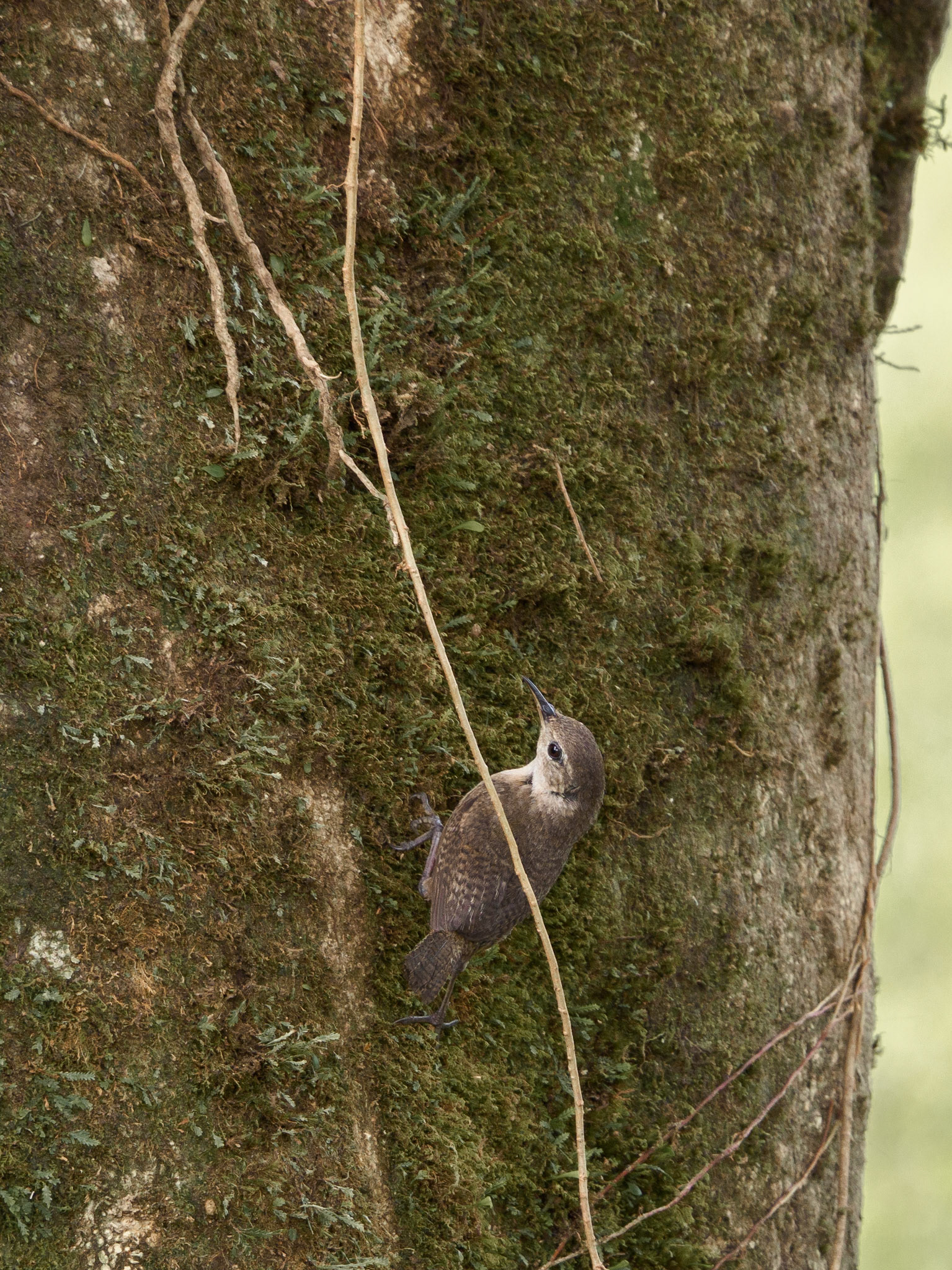 Troglodytes