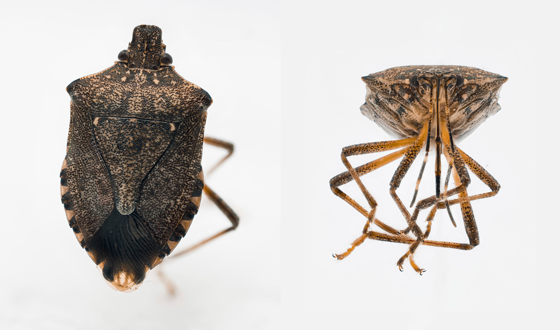 Marmorated Stink Bug