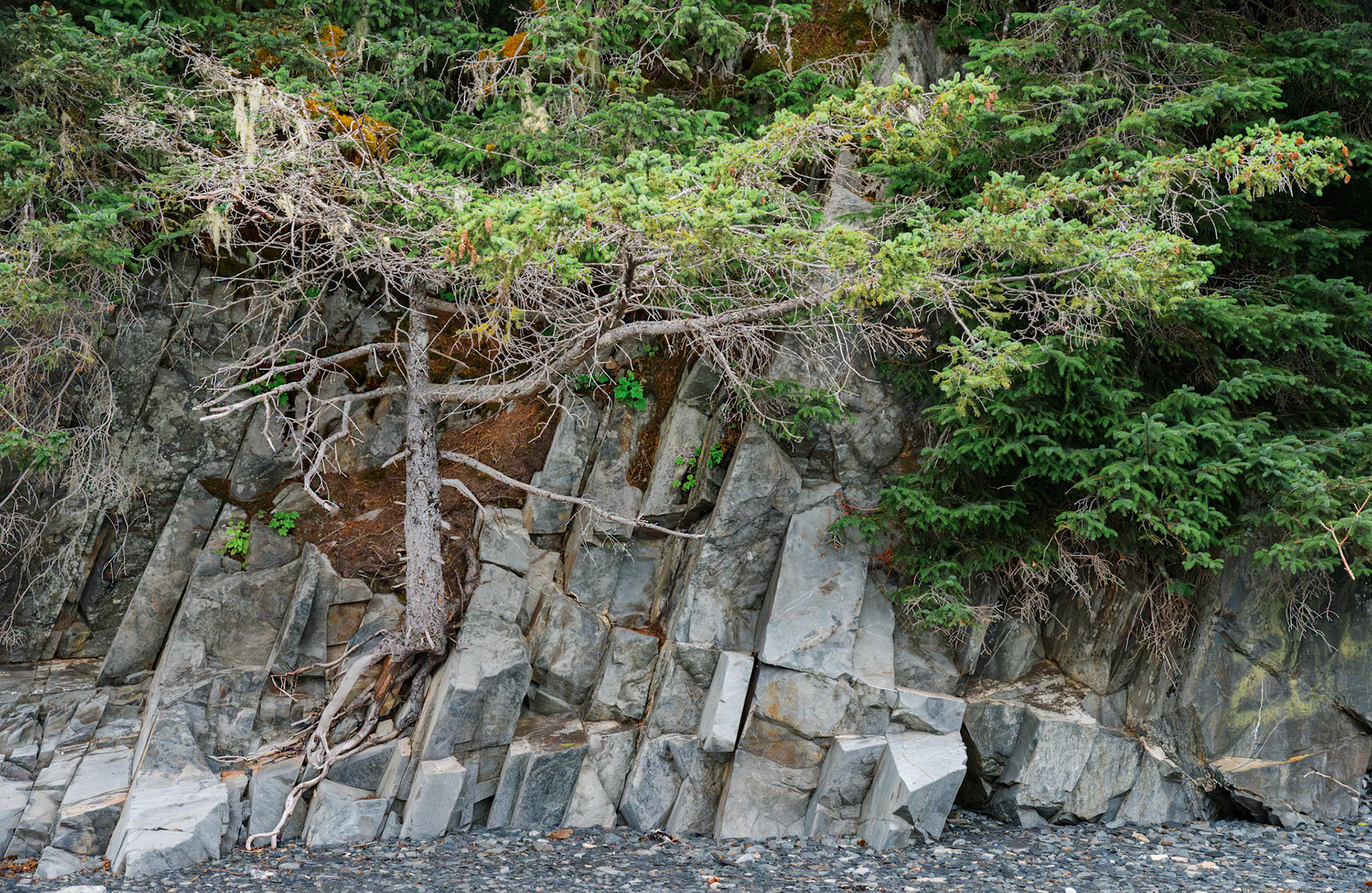 Picea sitchensis - Seward, AK
