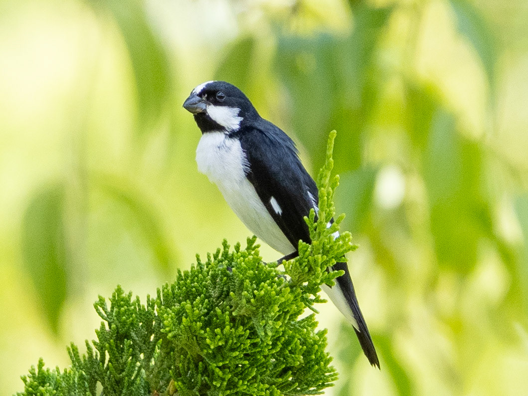 Sporophila