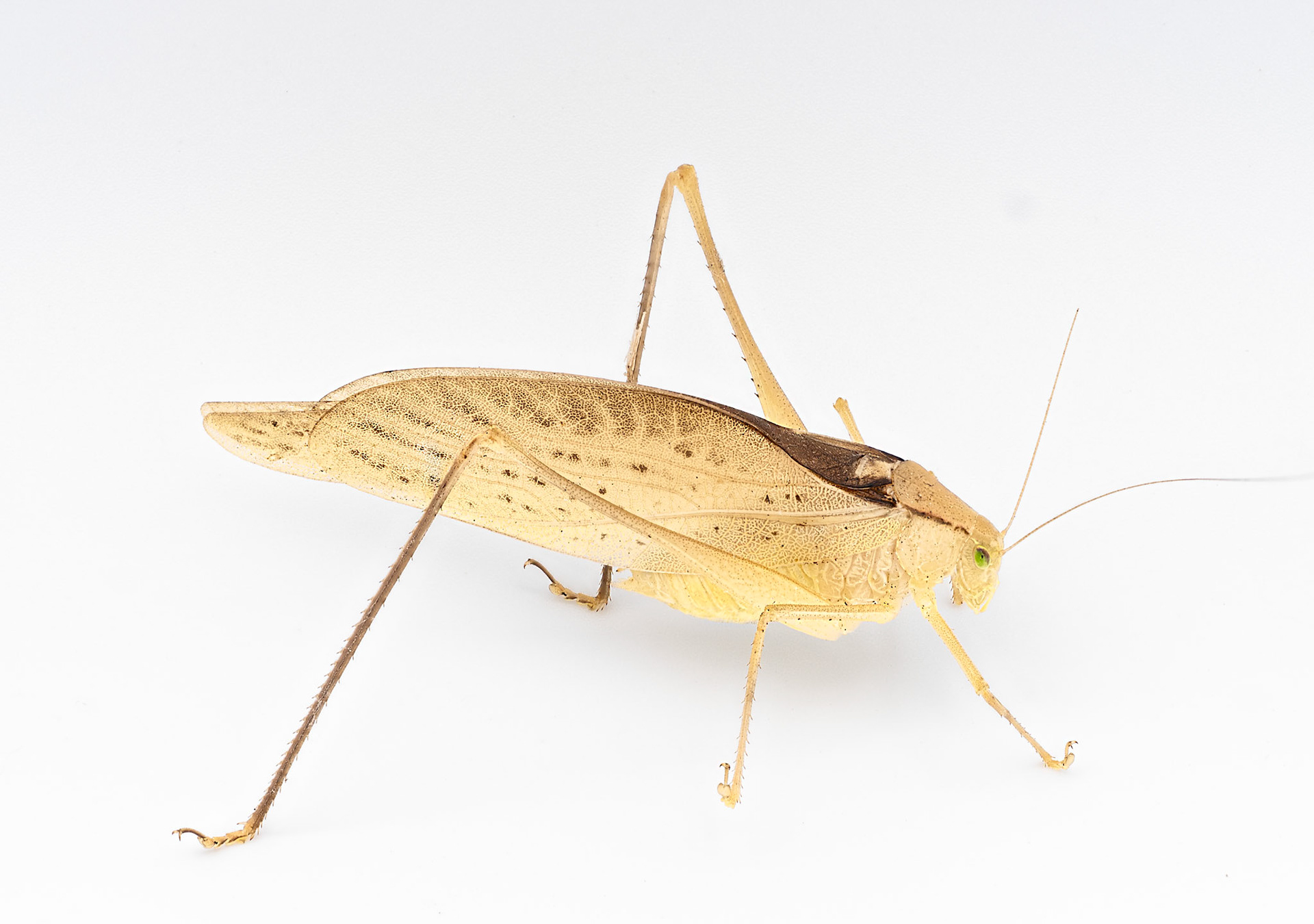 Katydid