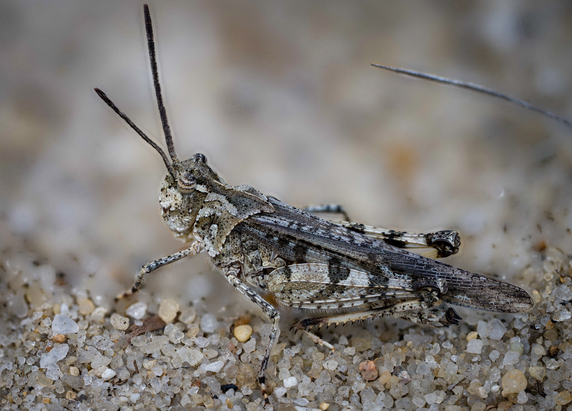 Sand locust