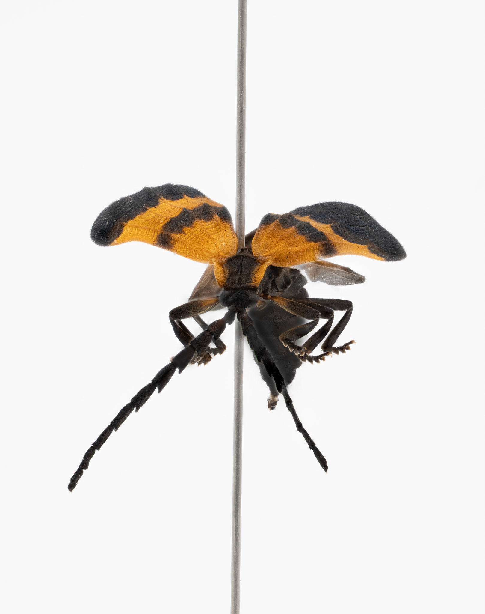 Orange Wing