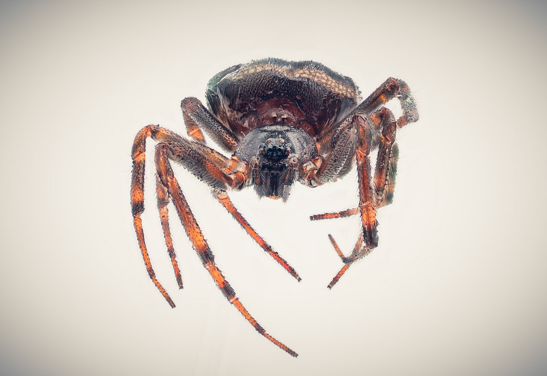 Steatoda