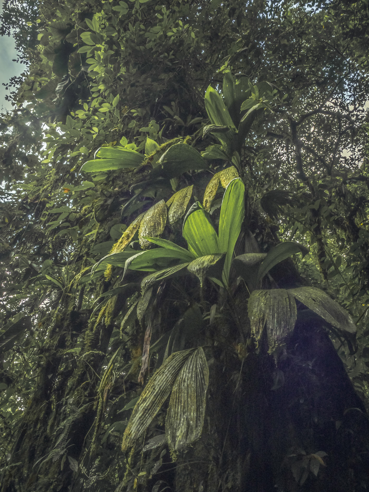 Arenal Observatory Trail, CR