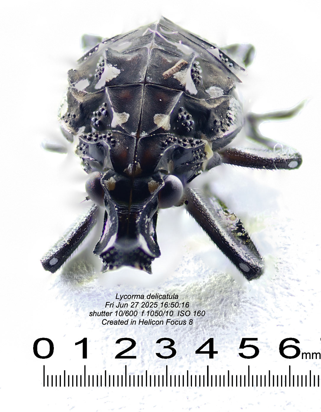 Lanternfly nymph