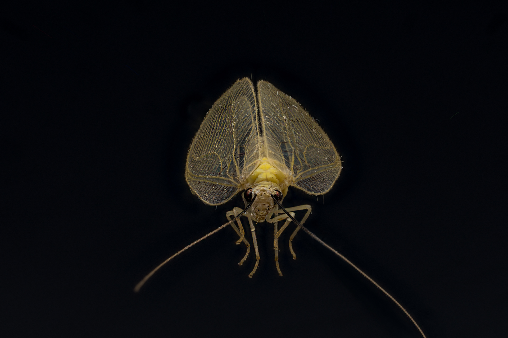 lacewing