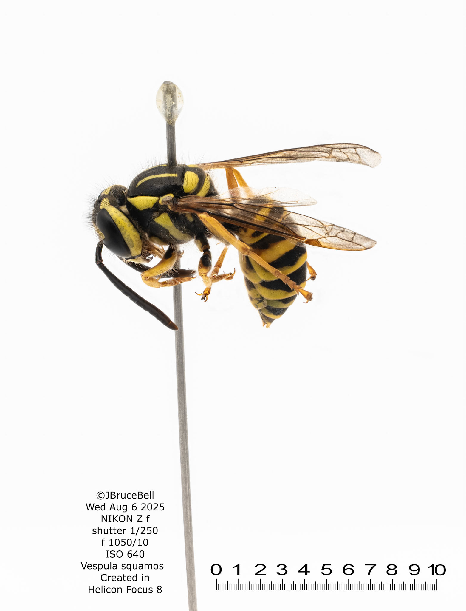 Yellowjacket