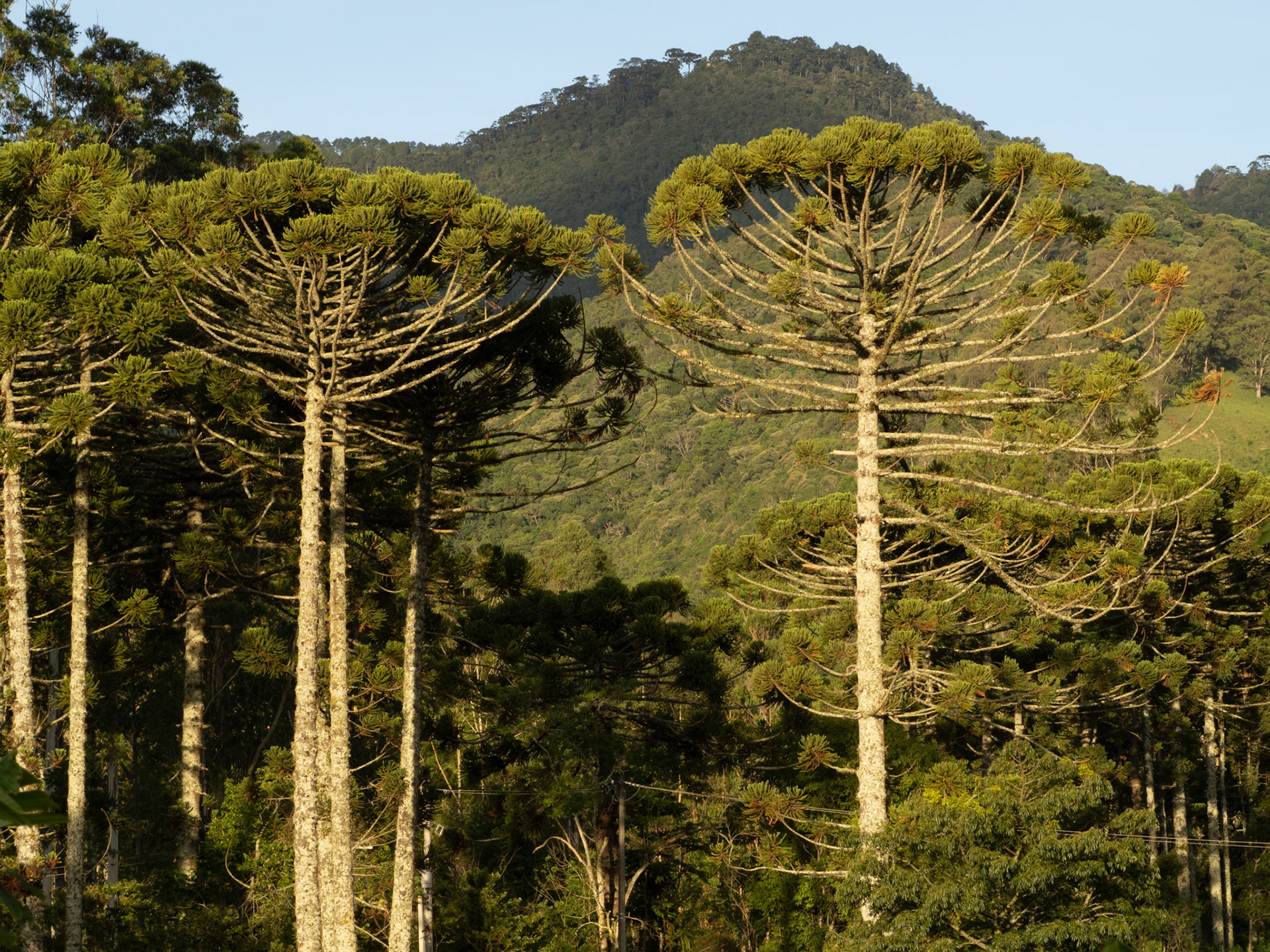 Araucaria