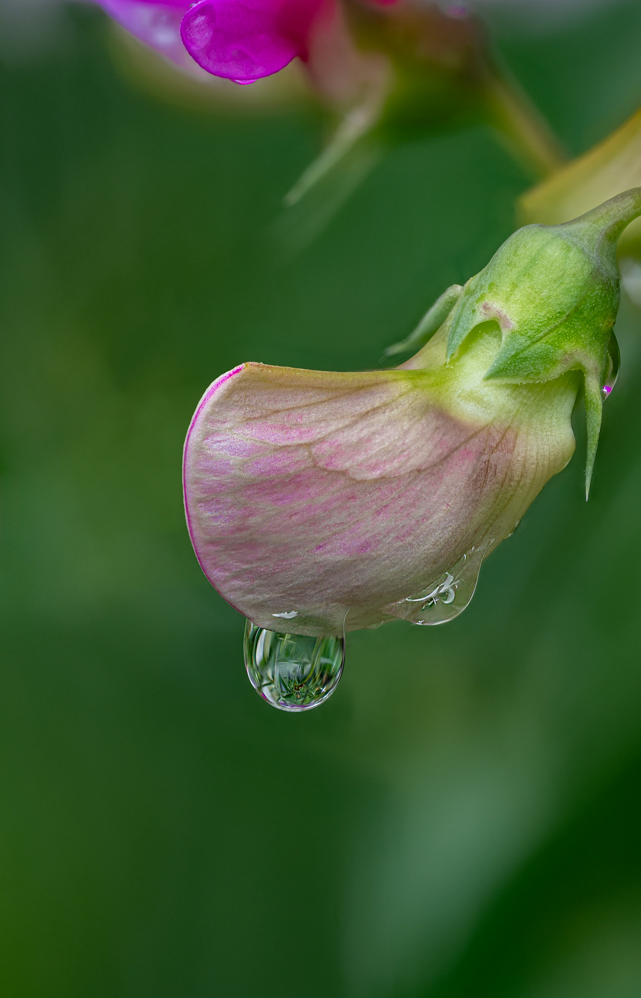 Pea after the rain
