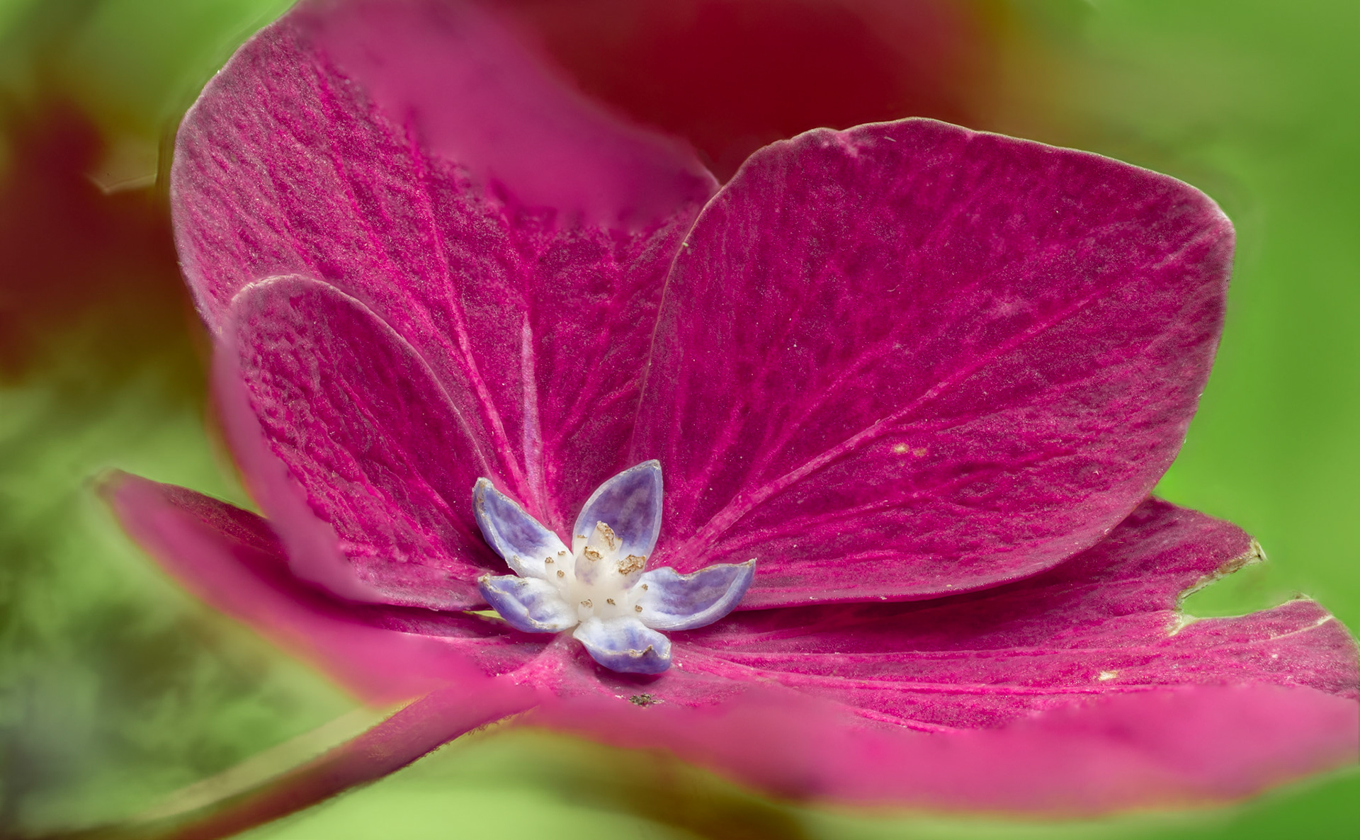 Hydrangea