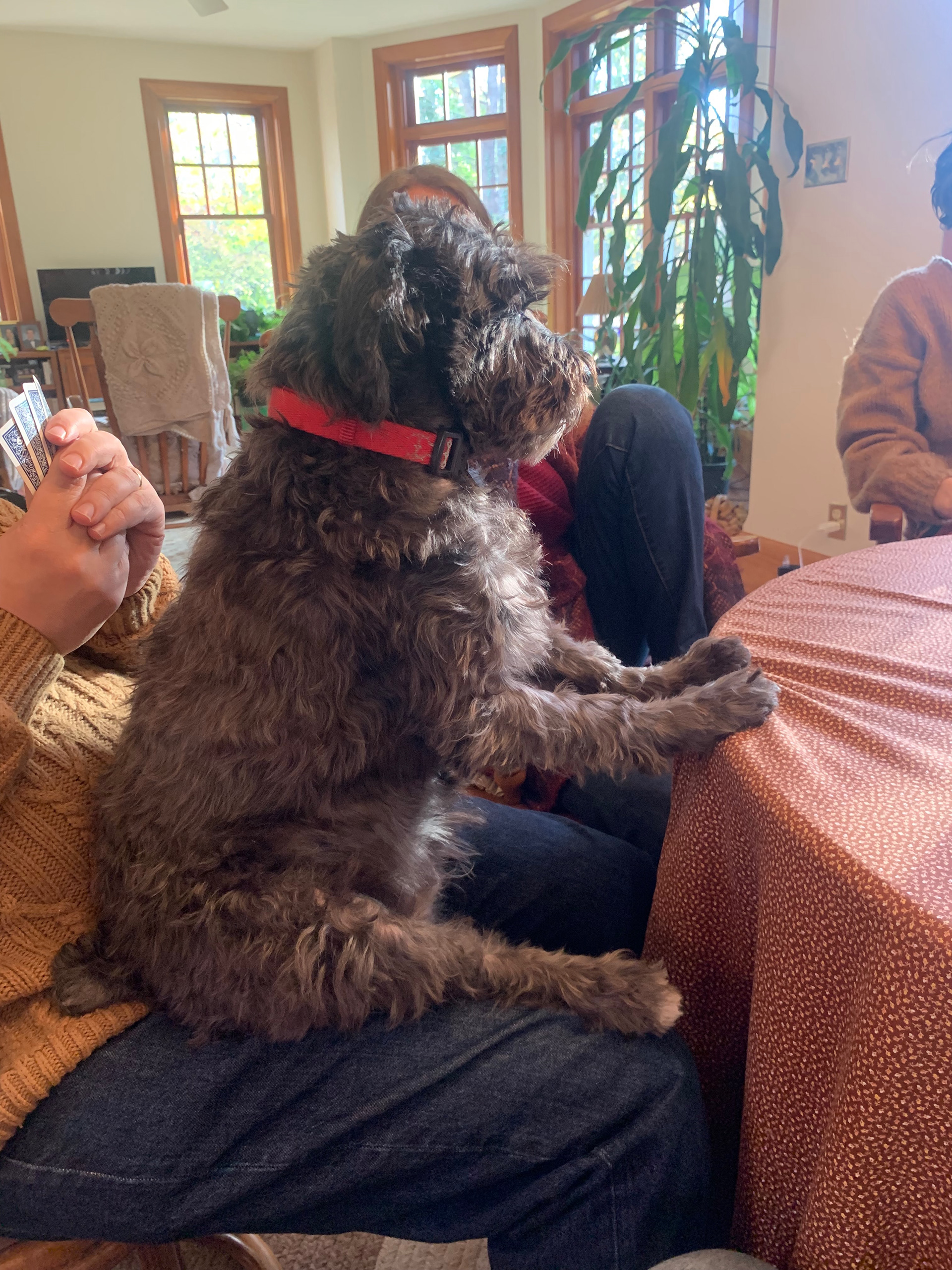 Quincy at the Table
