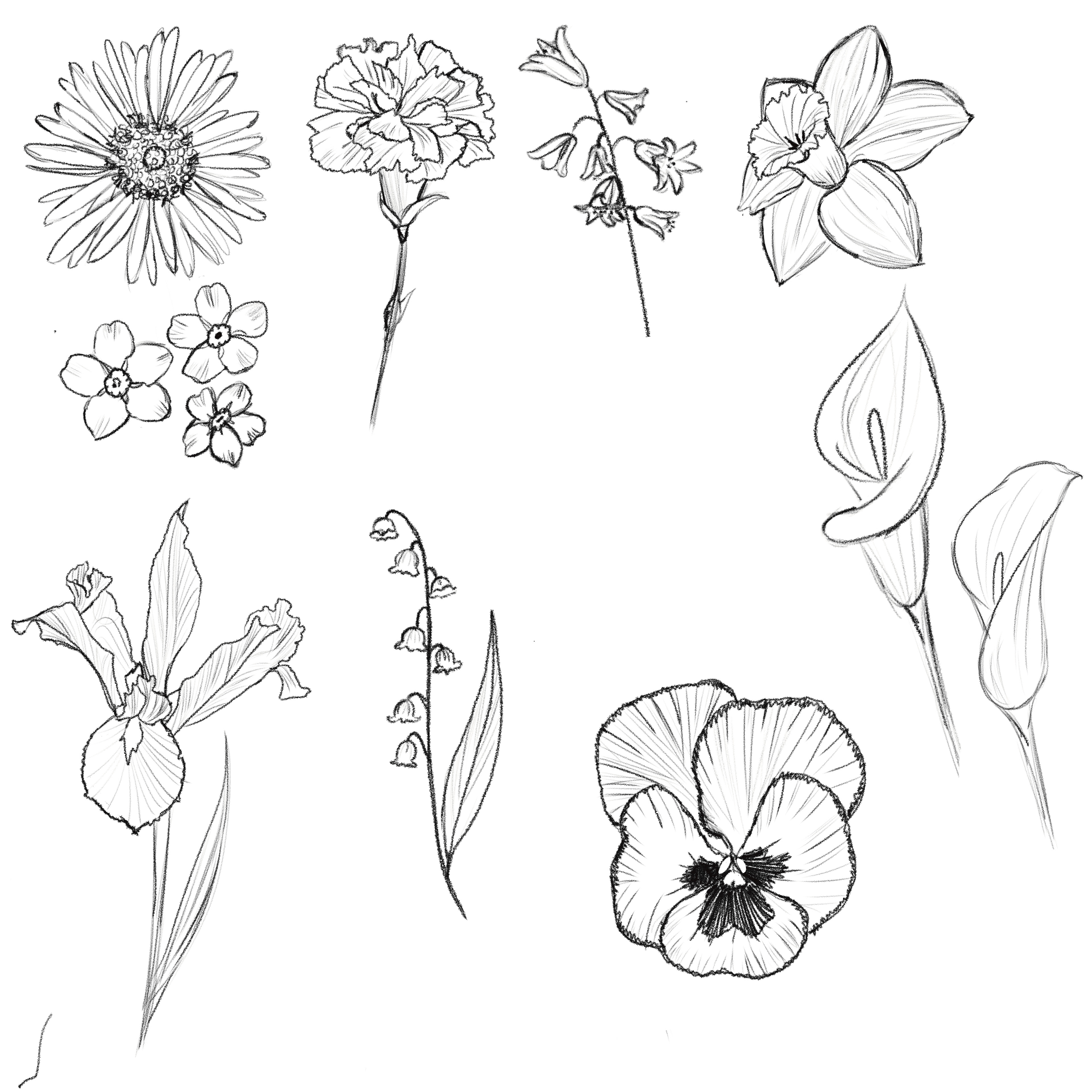 Original Sketches of Individual Flowers