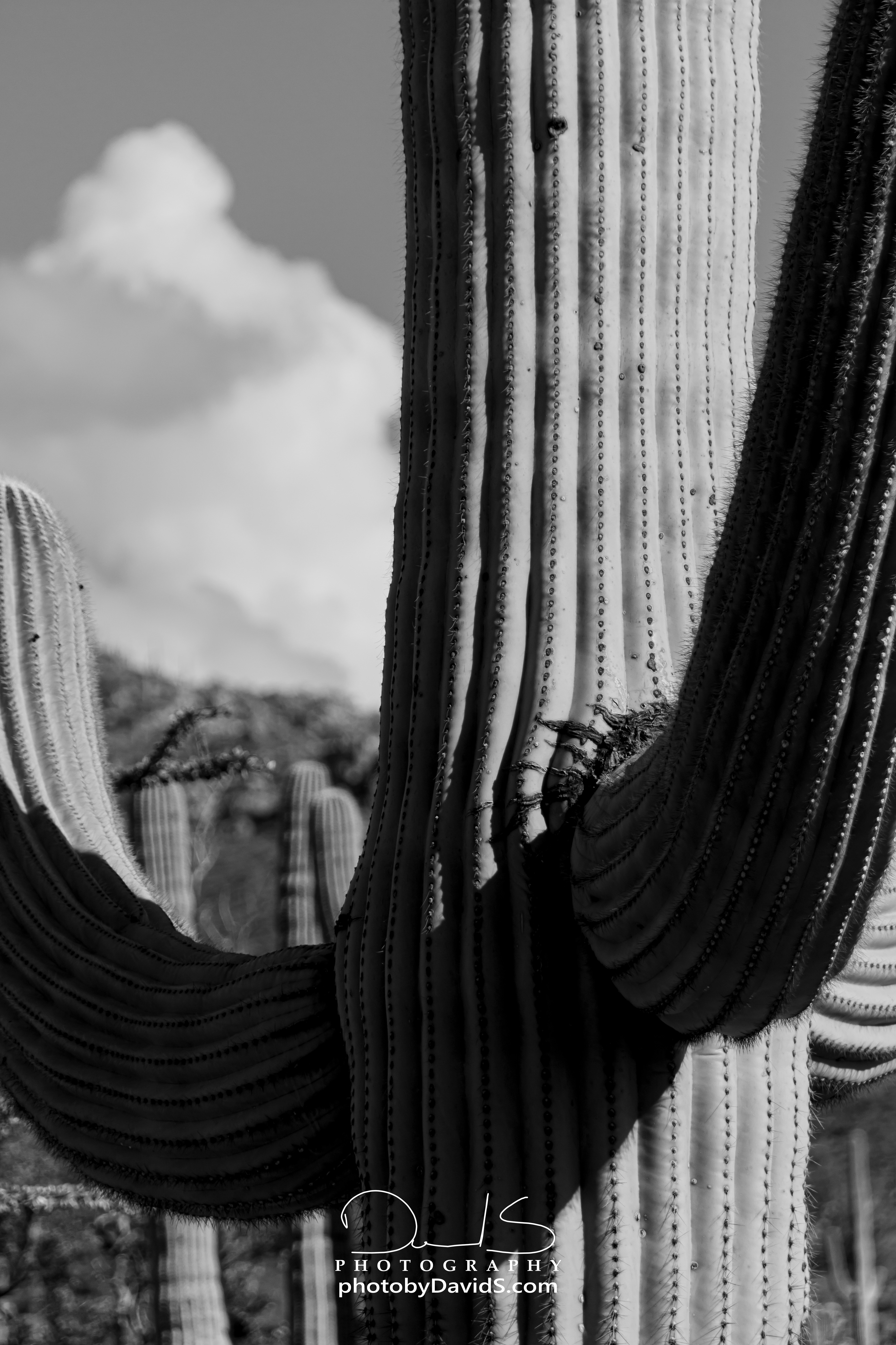 Saguaro National Park, AZ