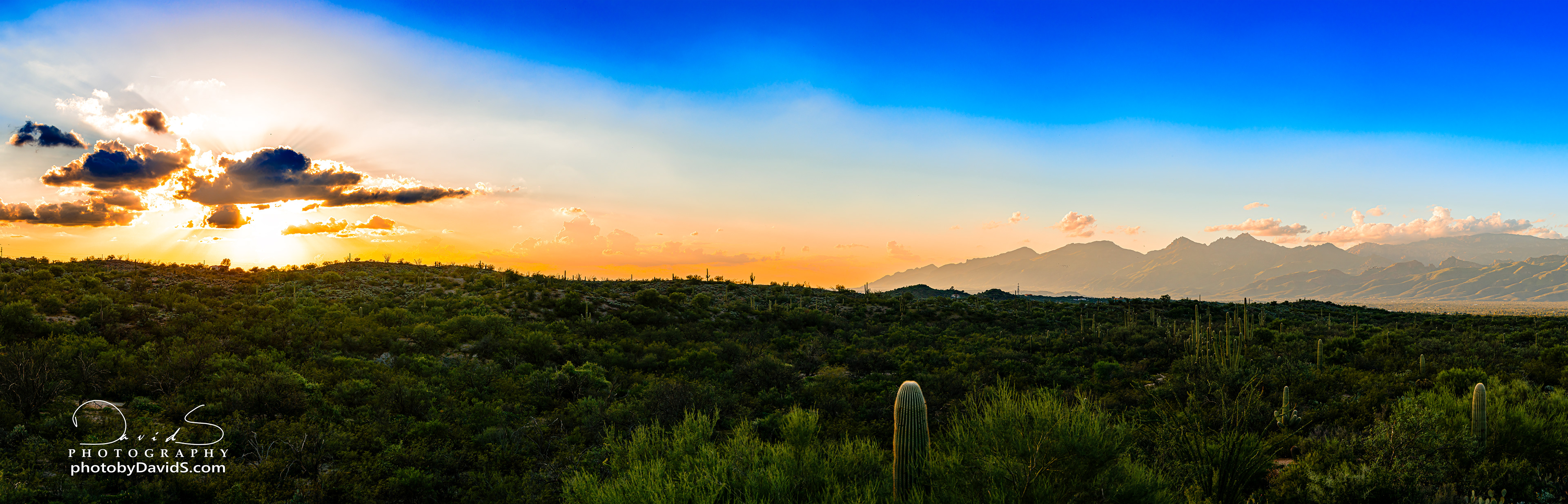 Saguaro National Park, Arizona, United States