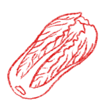 Cabbage Illustration