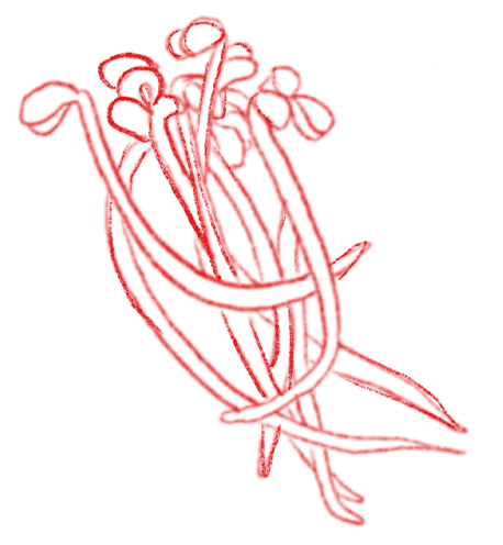Bean Sprouts Illustration