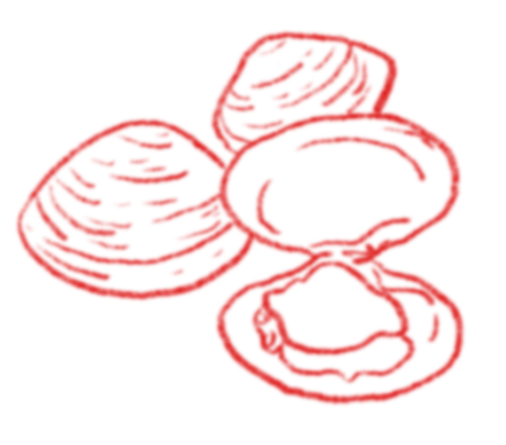 Clams Illustration