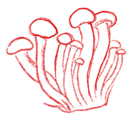 Mushroom Illustration 1
