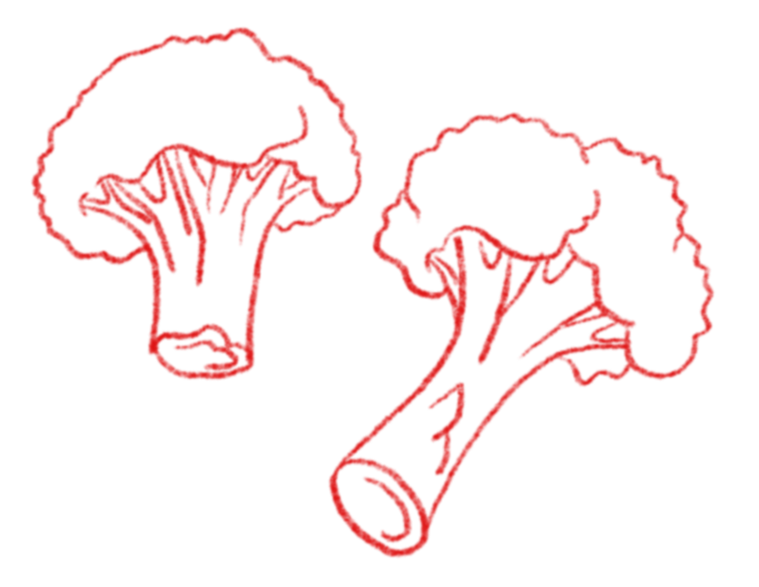 Broccoli Illustration