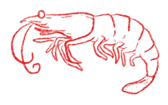 Shrimp Illustration 2