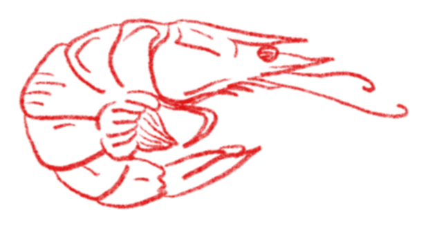 Shrimp Illustration 1