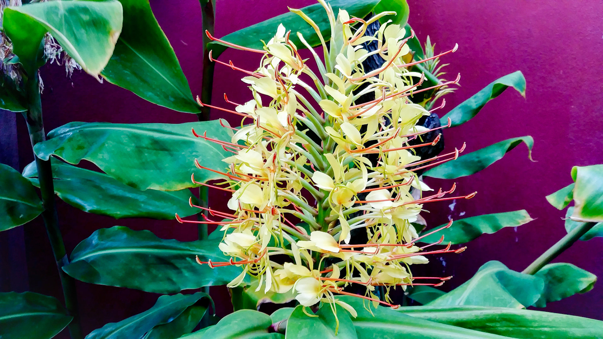 yellow flowers and leaves in front of a purple wall