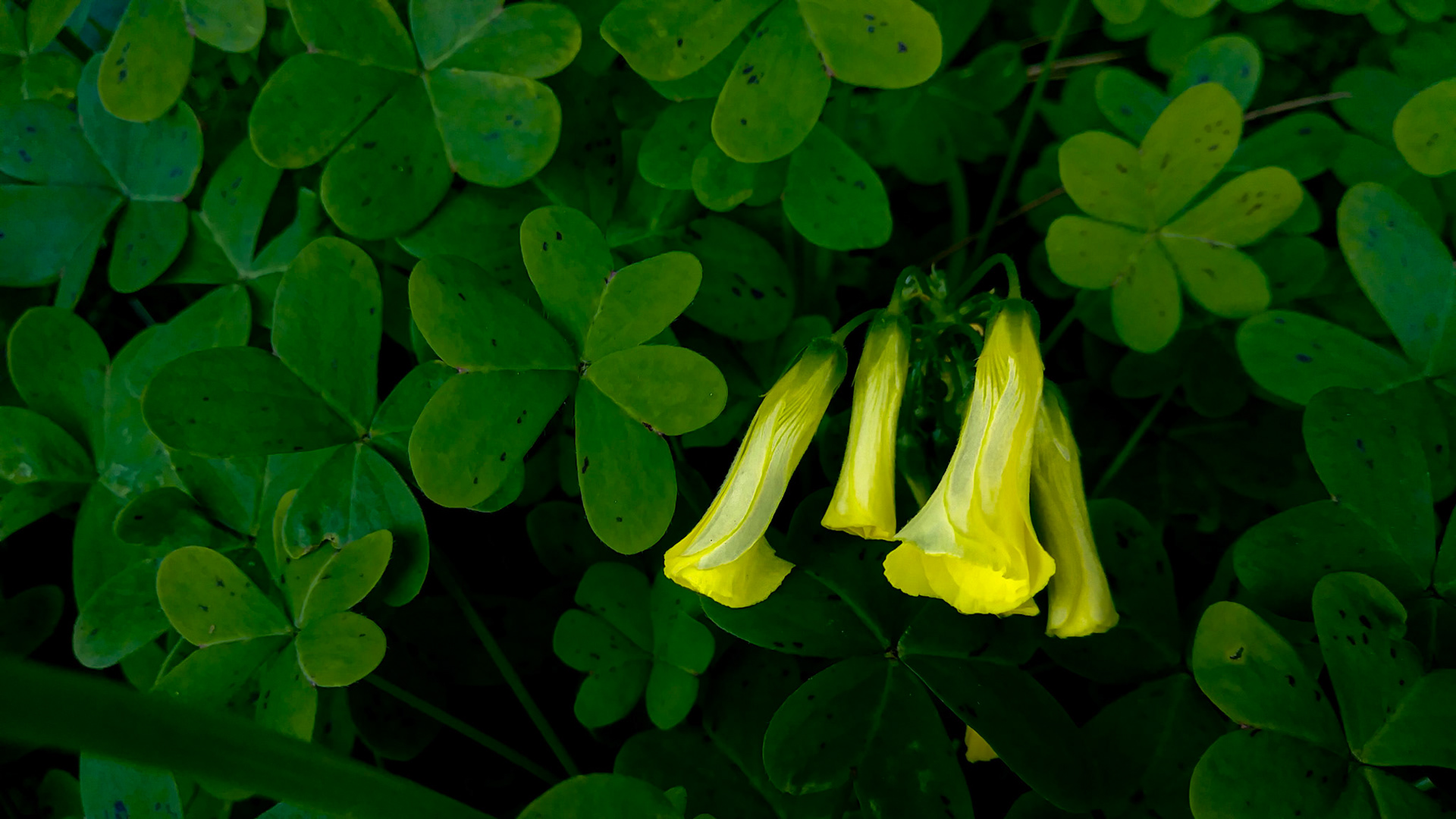 small group of hanging yellow flowers surrounded by clover leaves