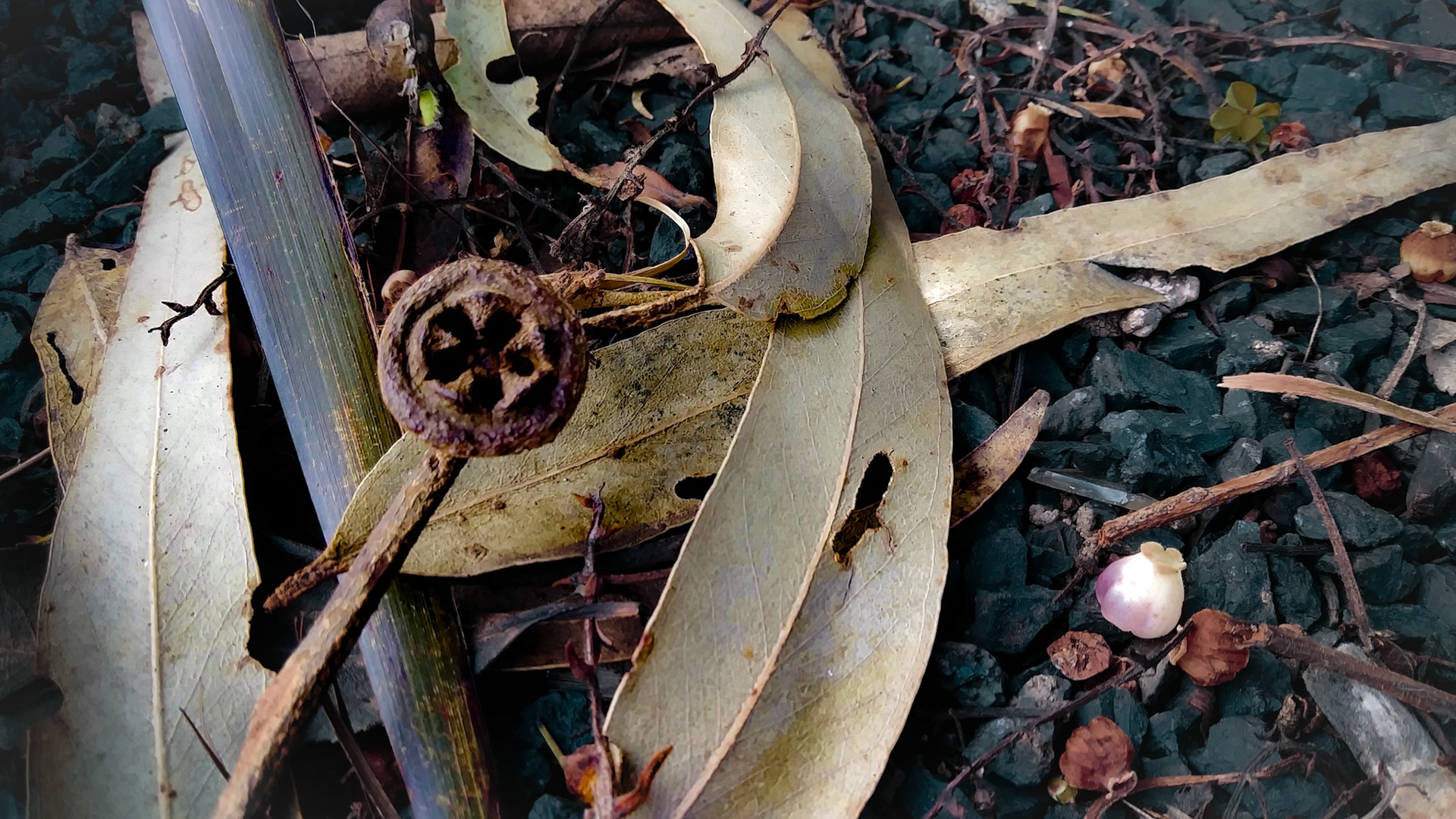 seed pod and leaves on fret gravel