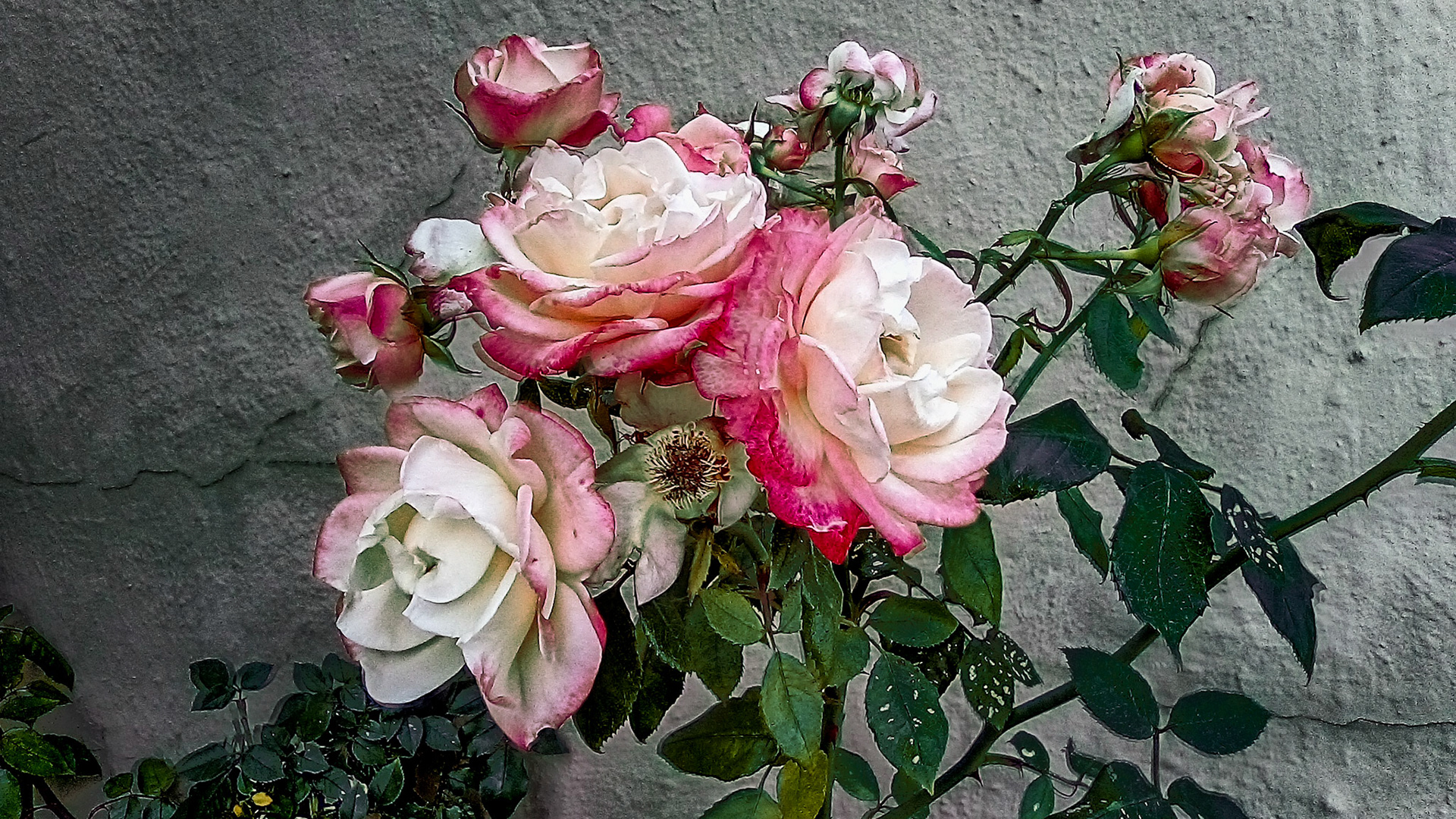 pink and white roses against a grey stucco wall