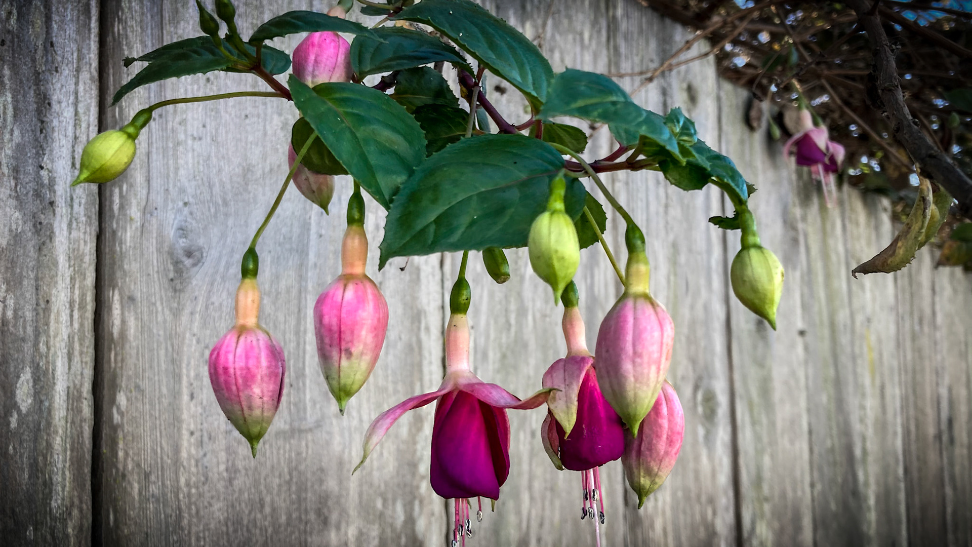 a cluster of hanging flowers against a wooden fence