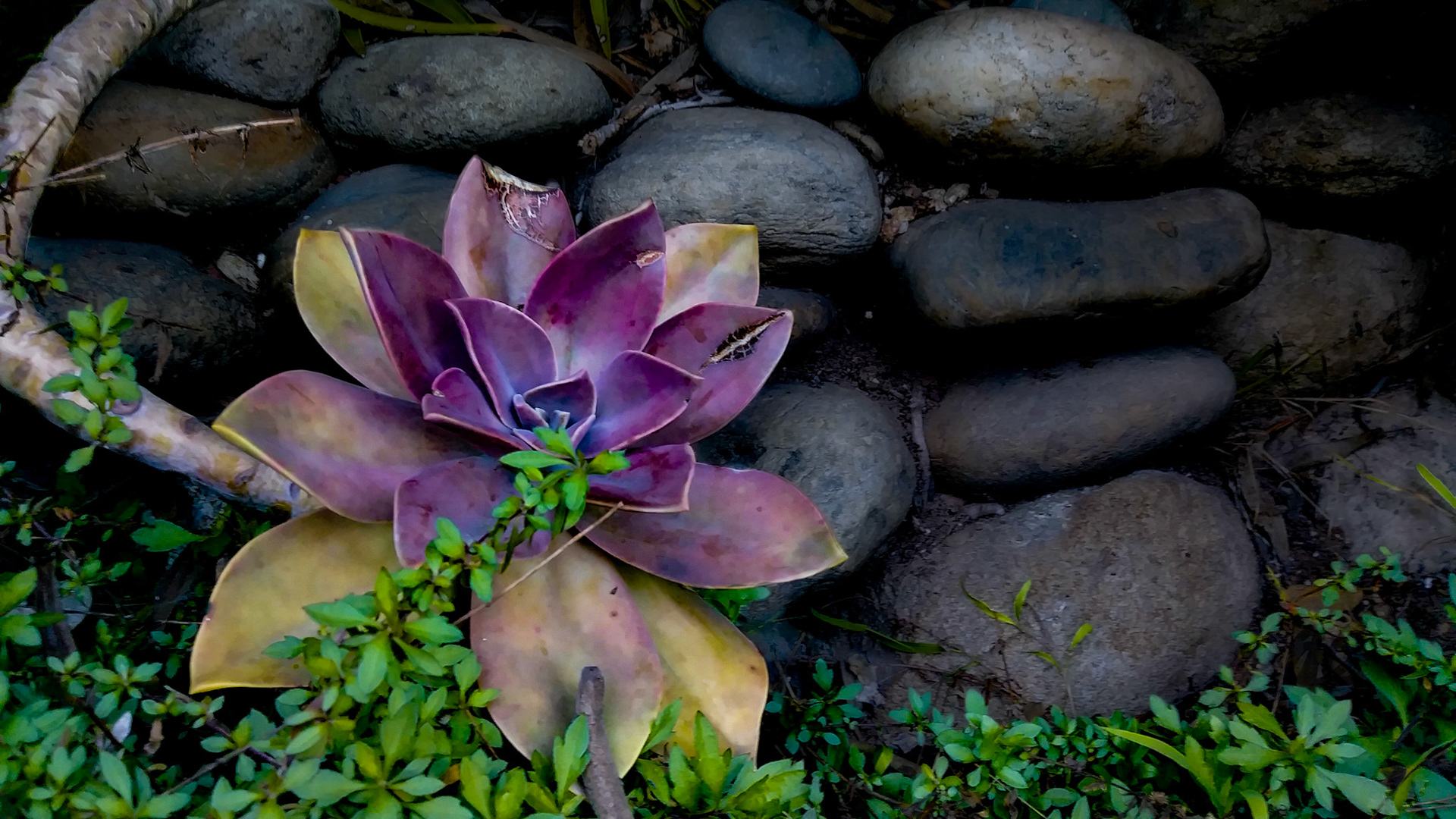 purple and yellow succulent against a black stone wall