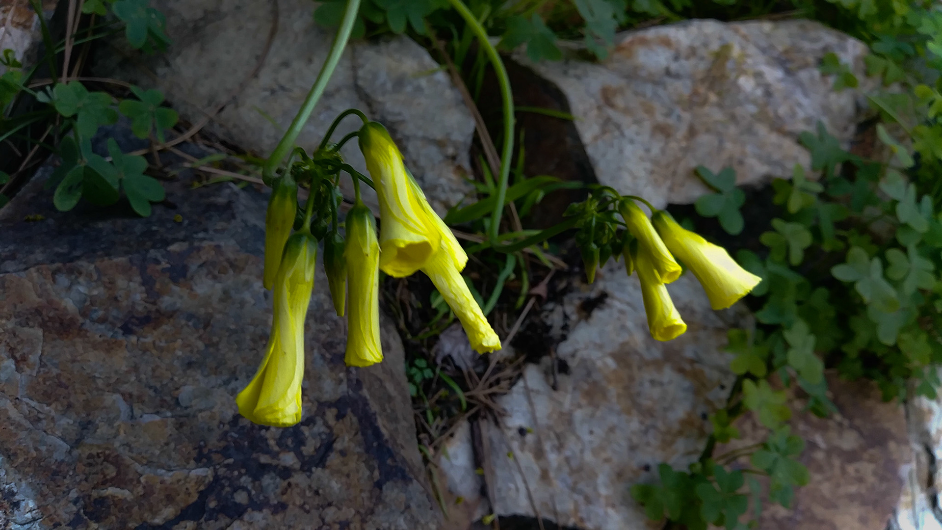 yellow flowers and clover leaves hanging from a stone wall