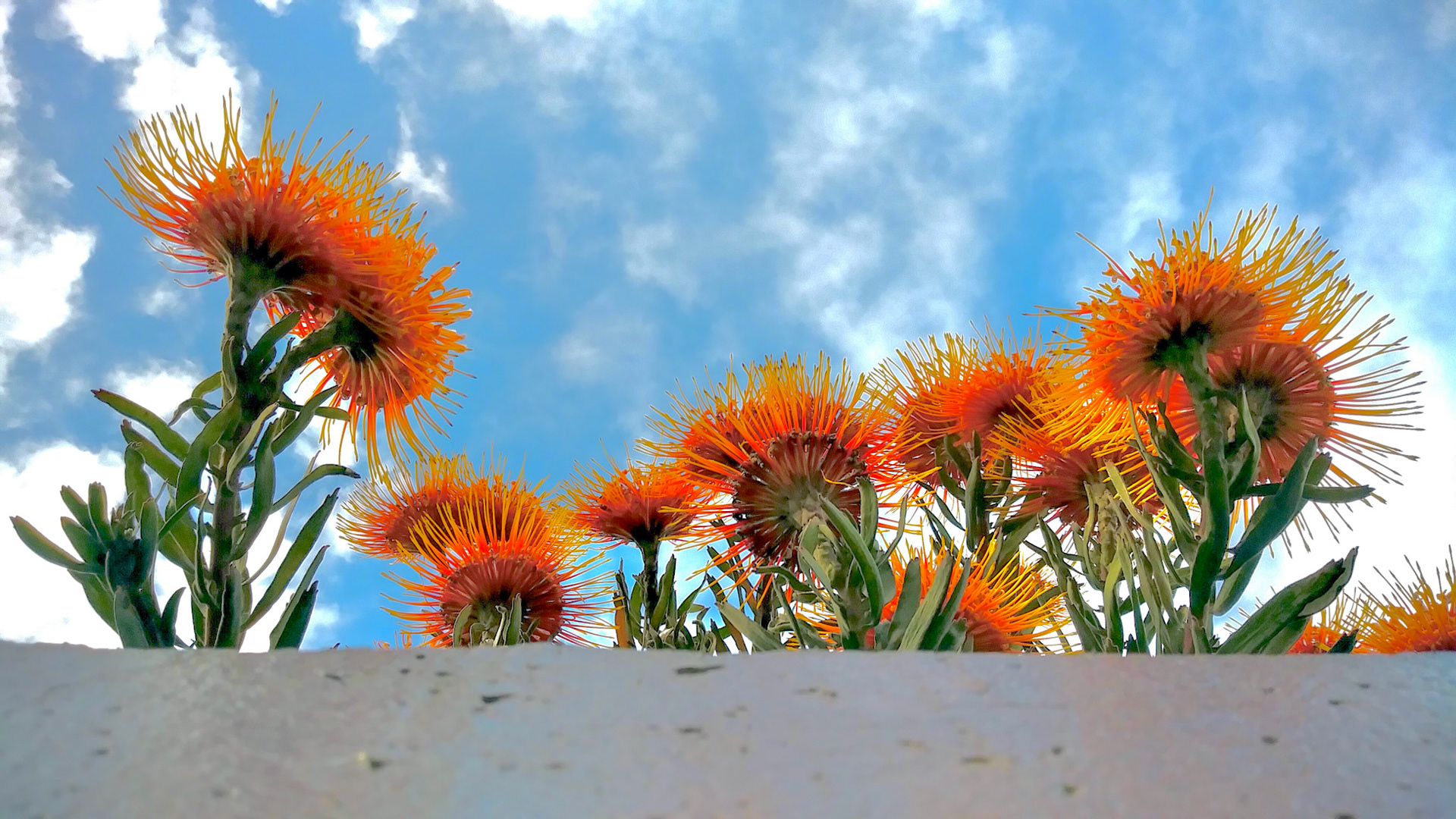 orange flowers on top of a grey wall with cloudy skies