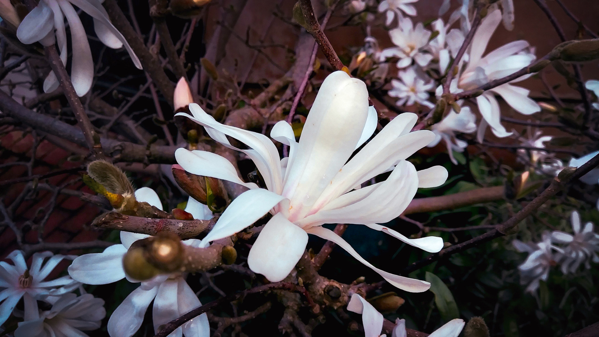 white flowers and branches in front of a brown wall