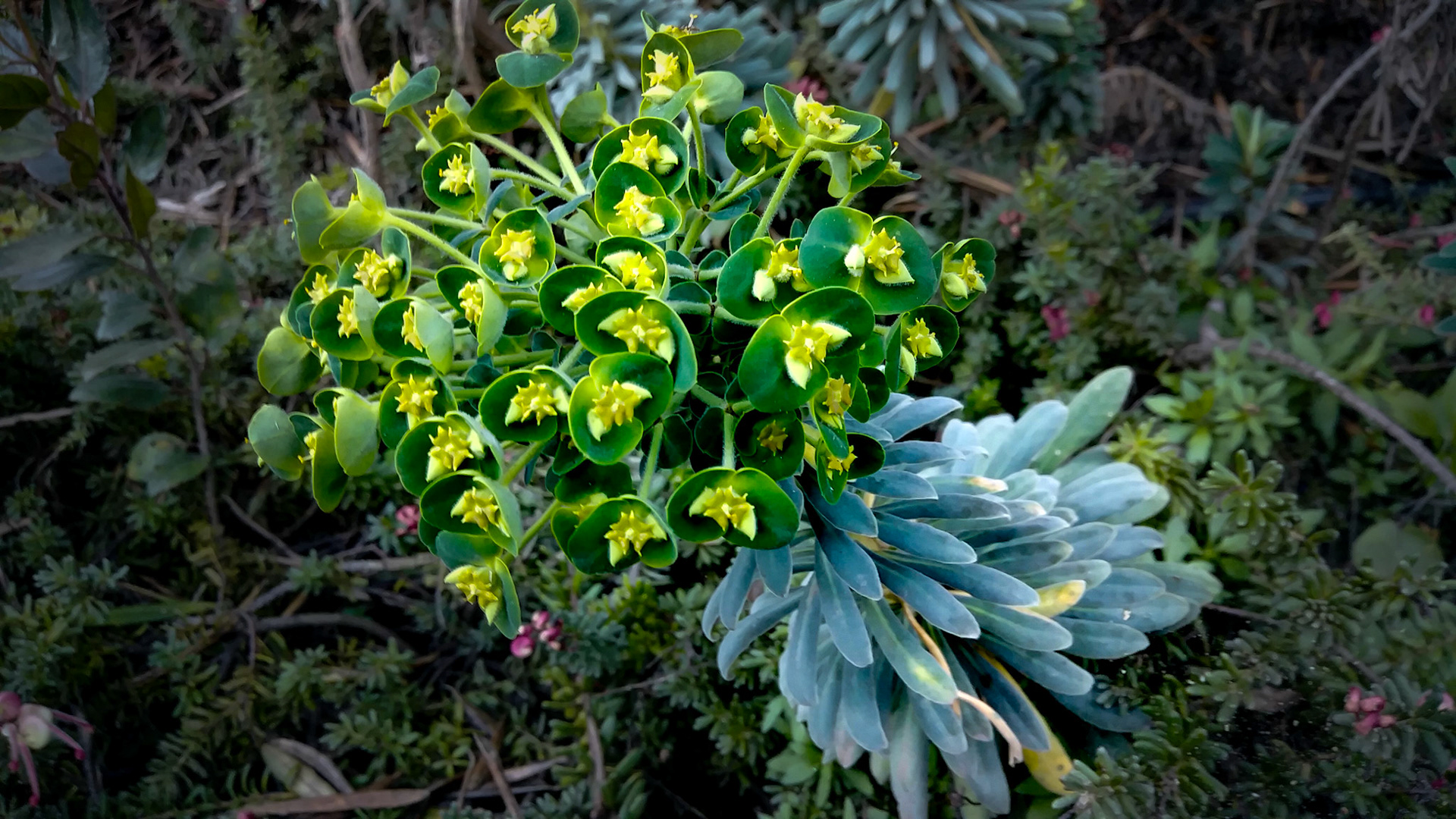 green and white succulent flowers in a bed of mixed plants