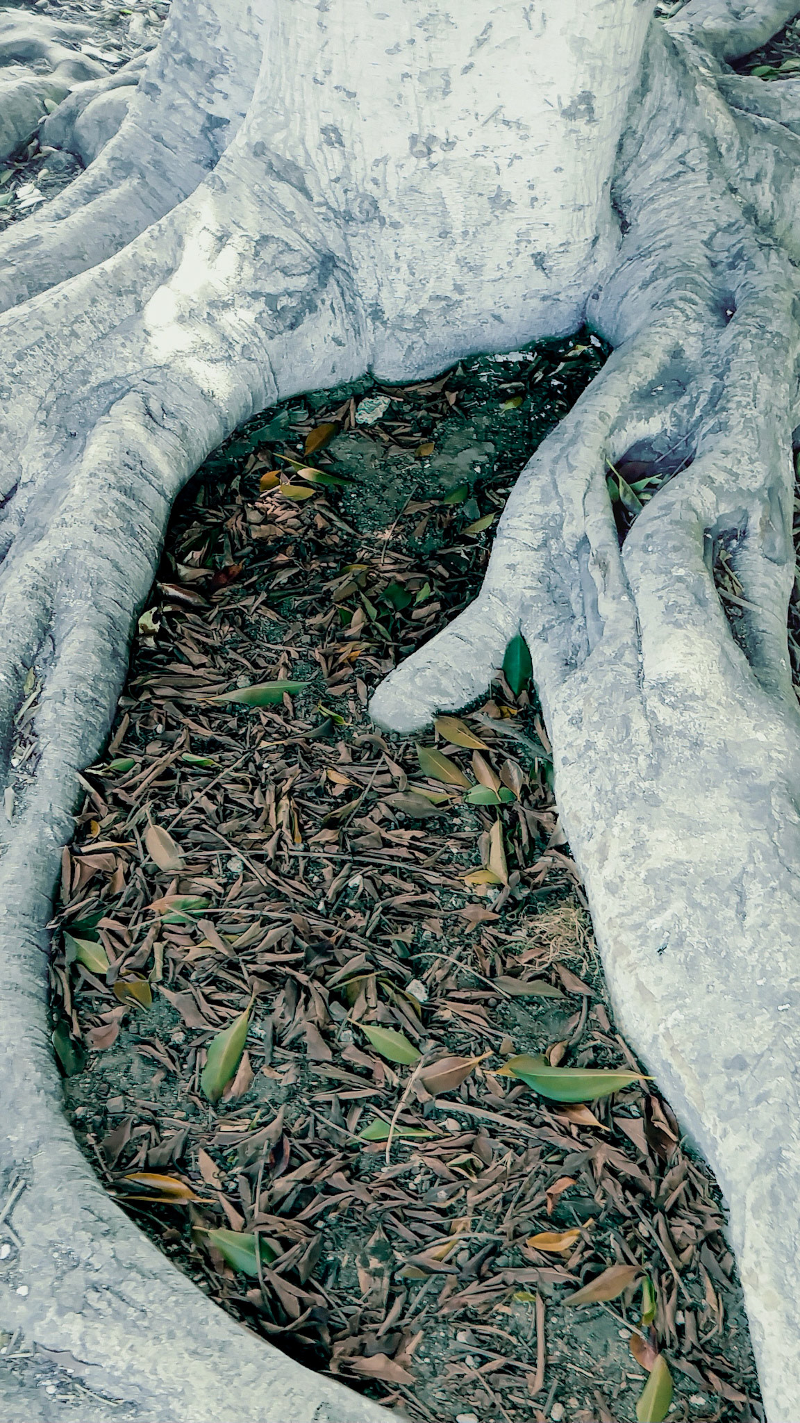 leaves collected in the space between a tree’s roots
