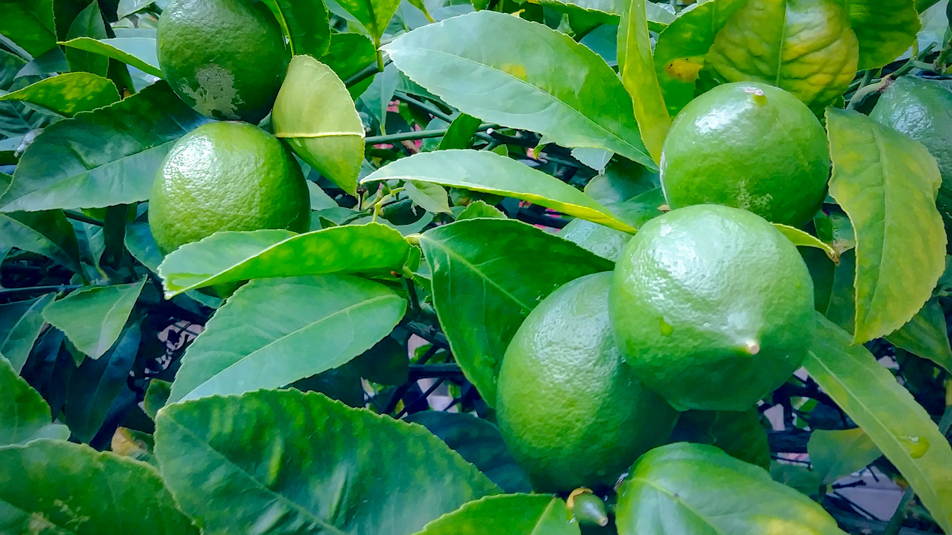limes hanging in a tree