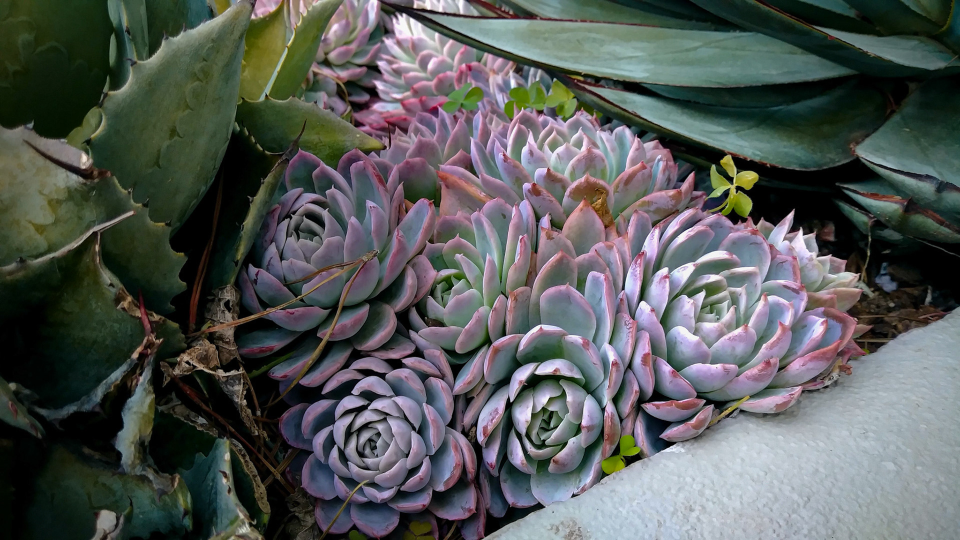 pink tipped succulents in a triangle