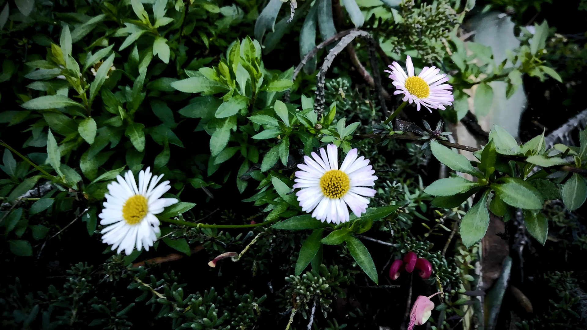 three white flowers in a green bush