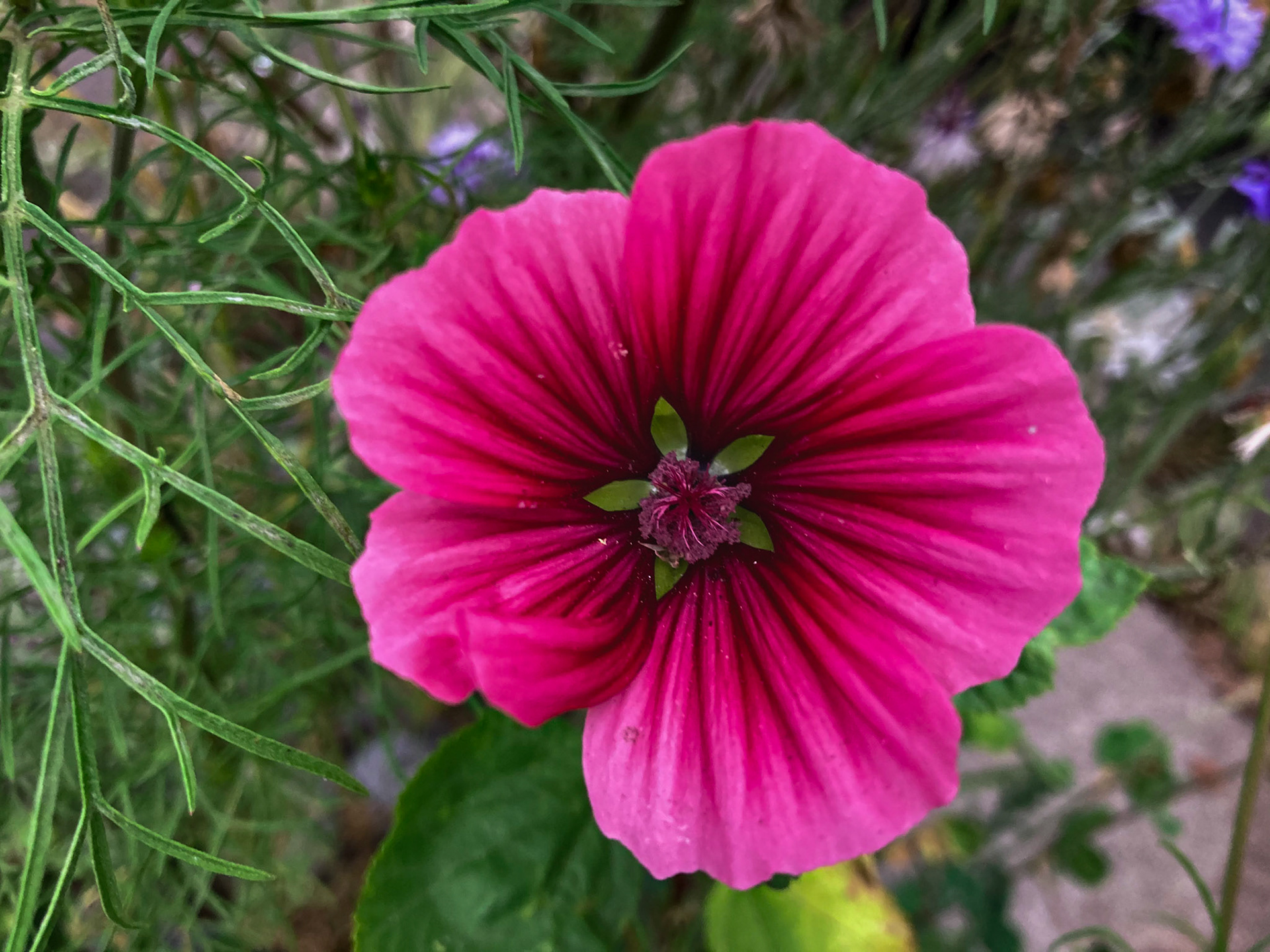 pink flower surrounded by greens