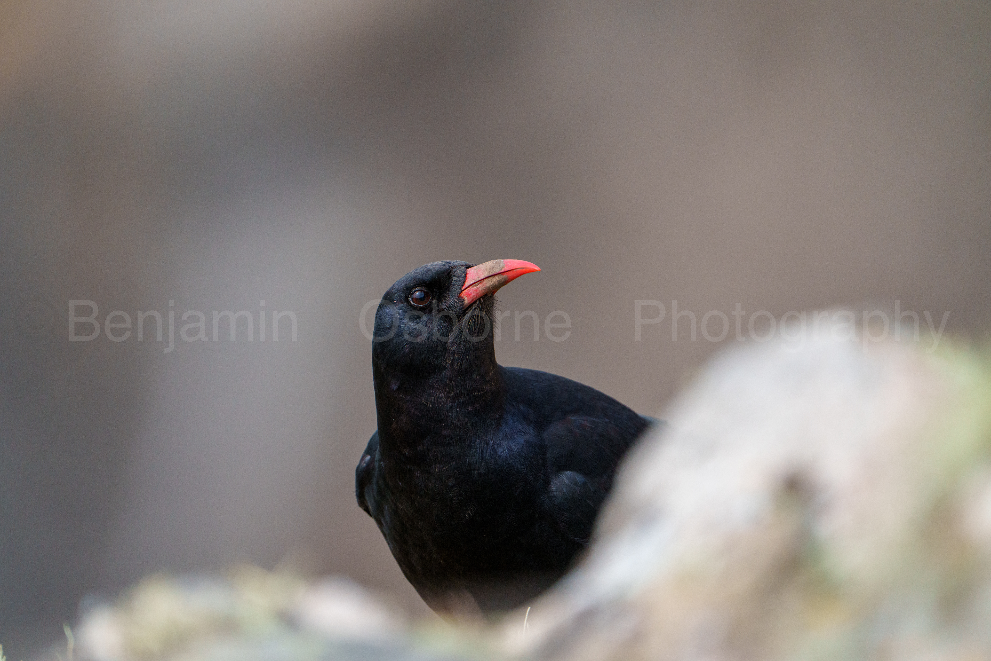 Chough