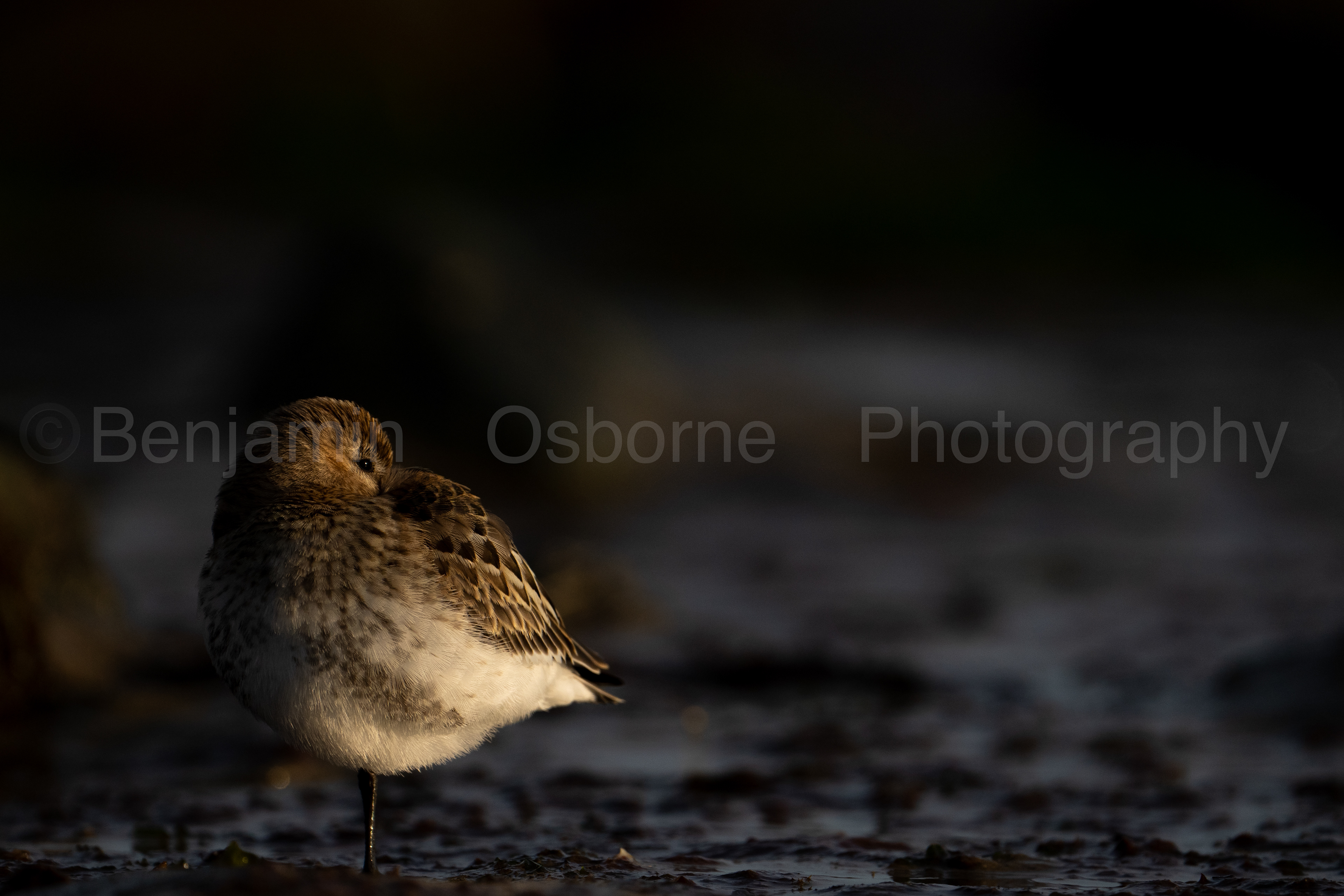 Dunlin 6
