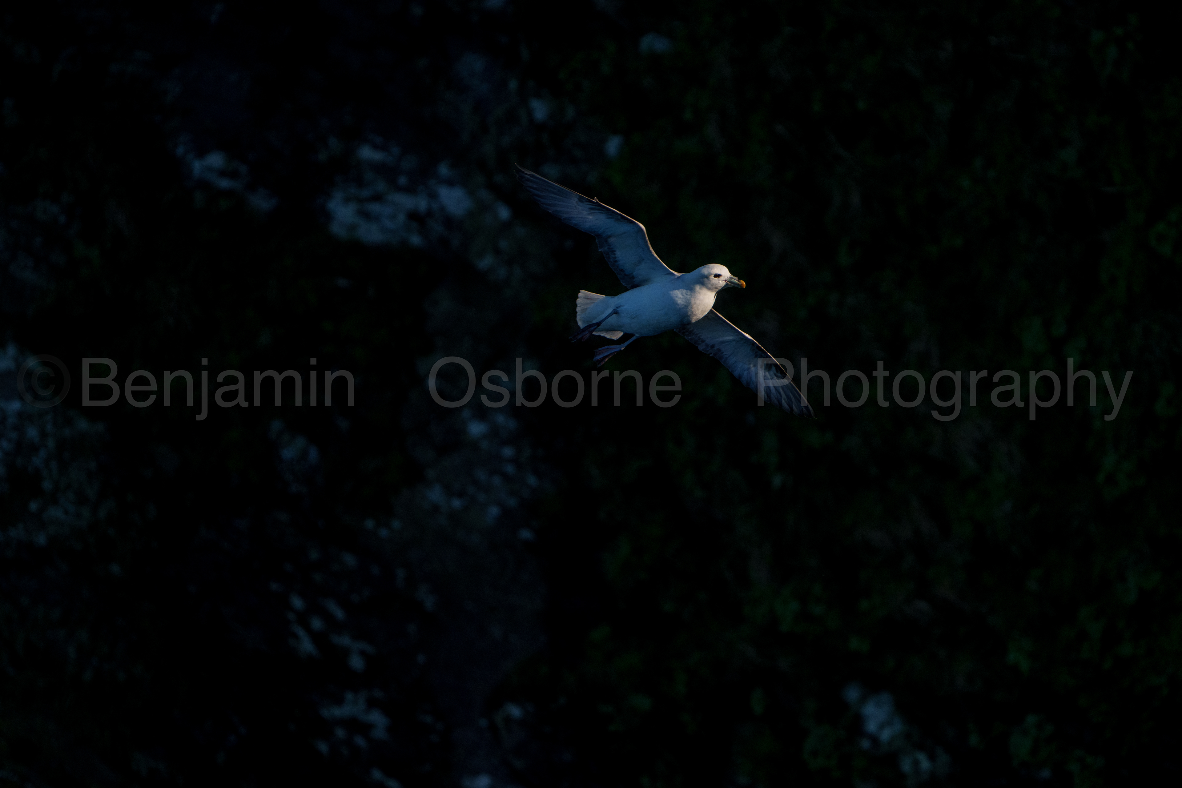 Fulmar 6