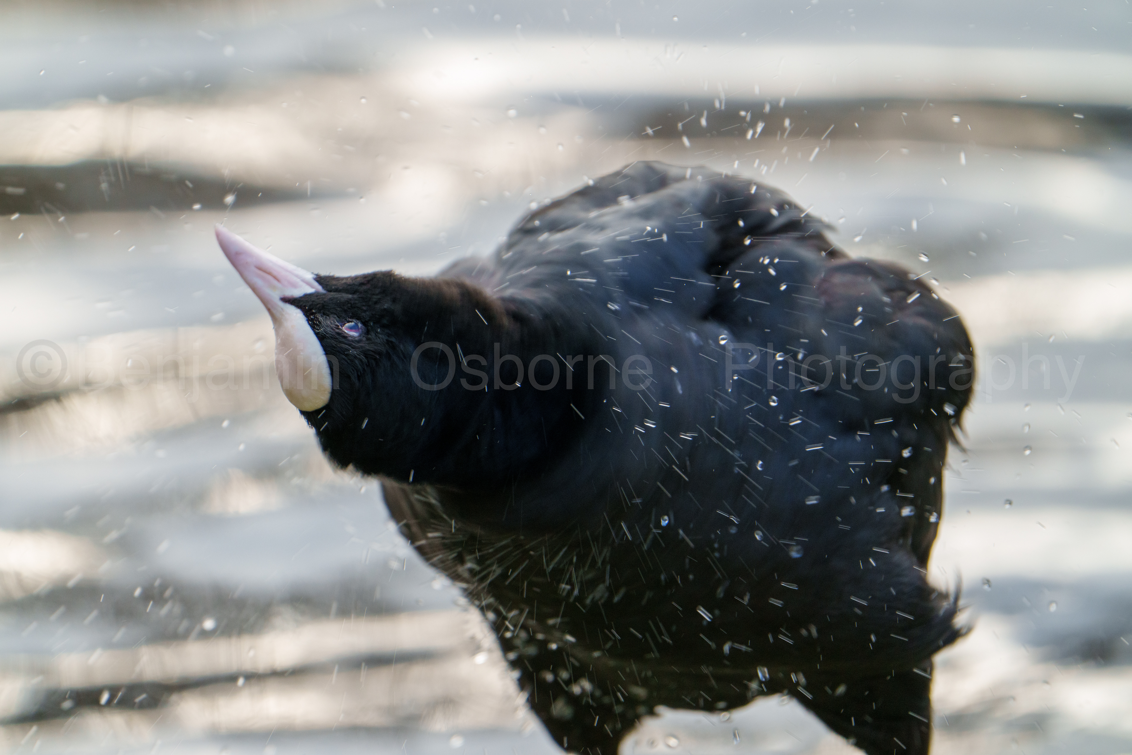 Coot
