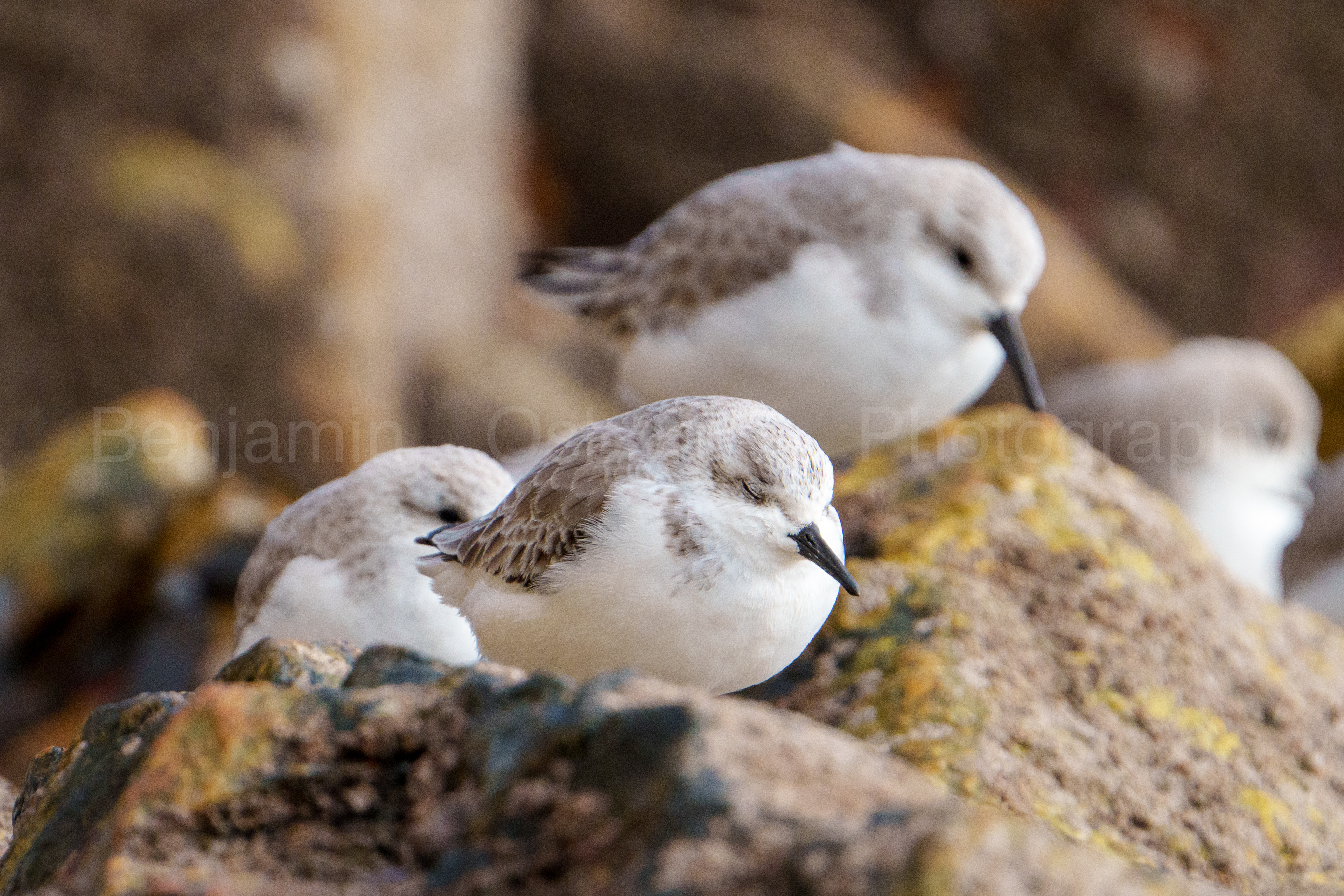 Sanderling