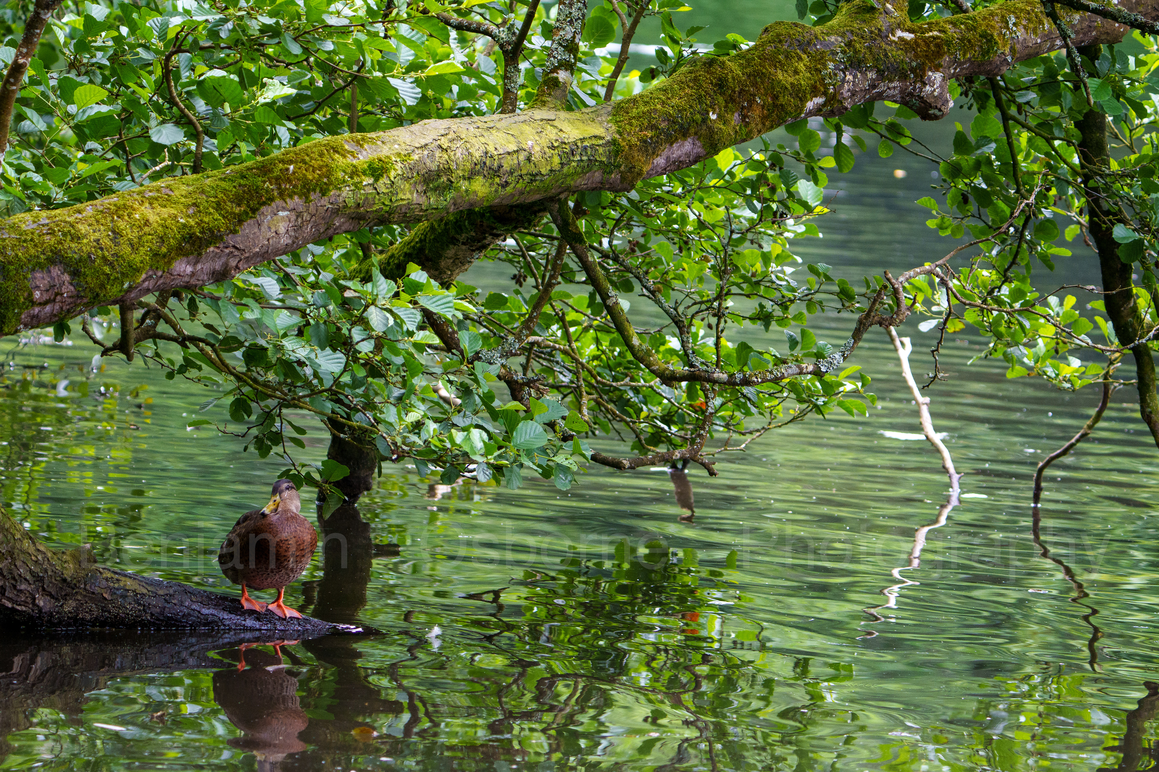 Mallard