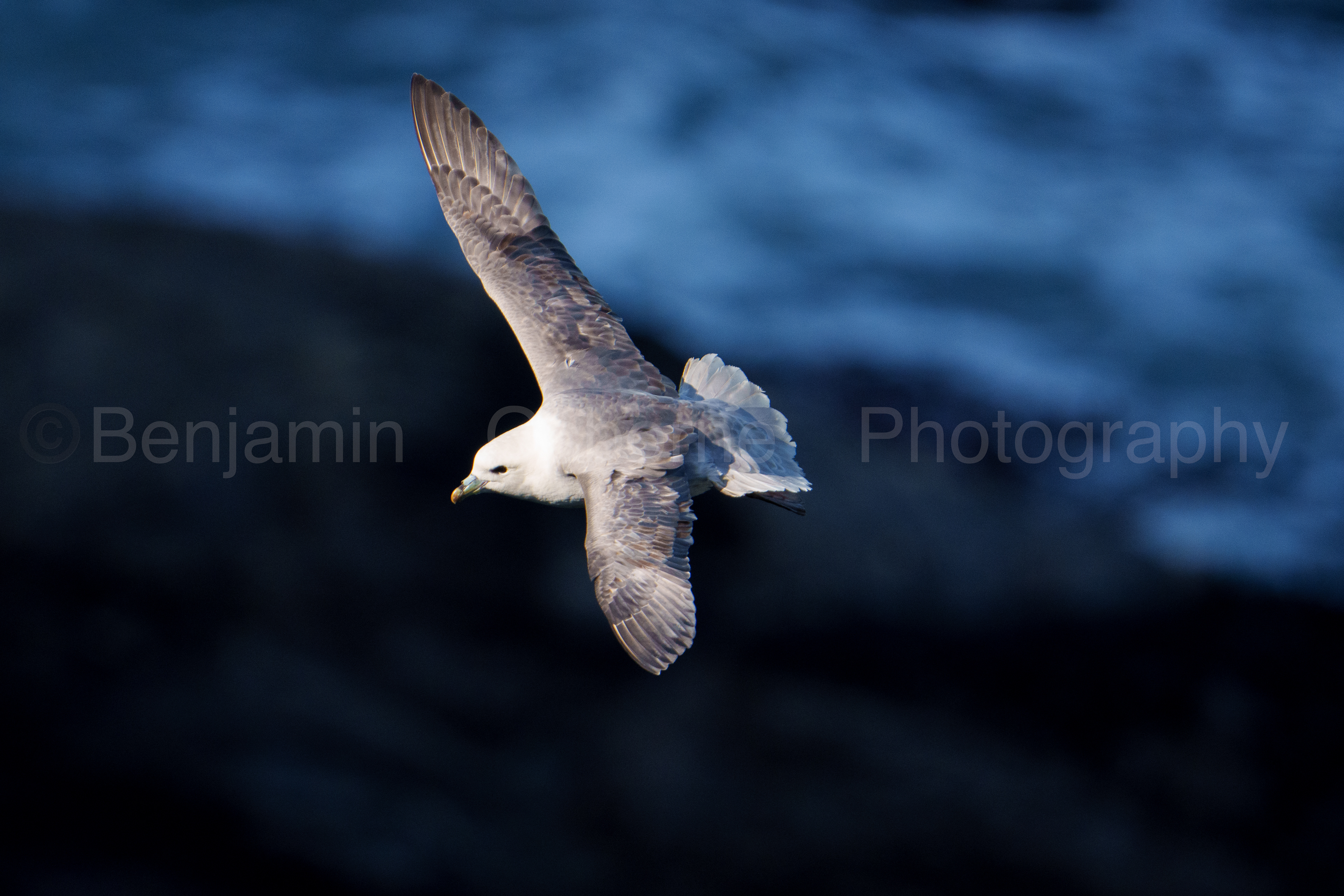 Fulmar 11
